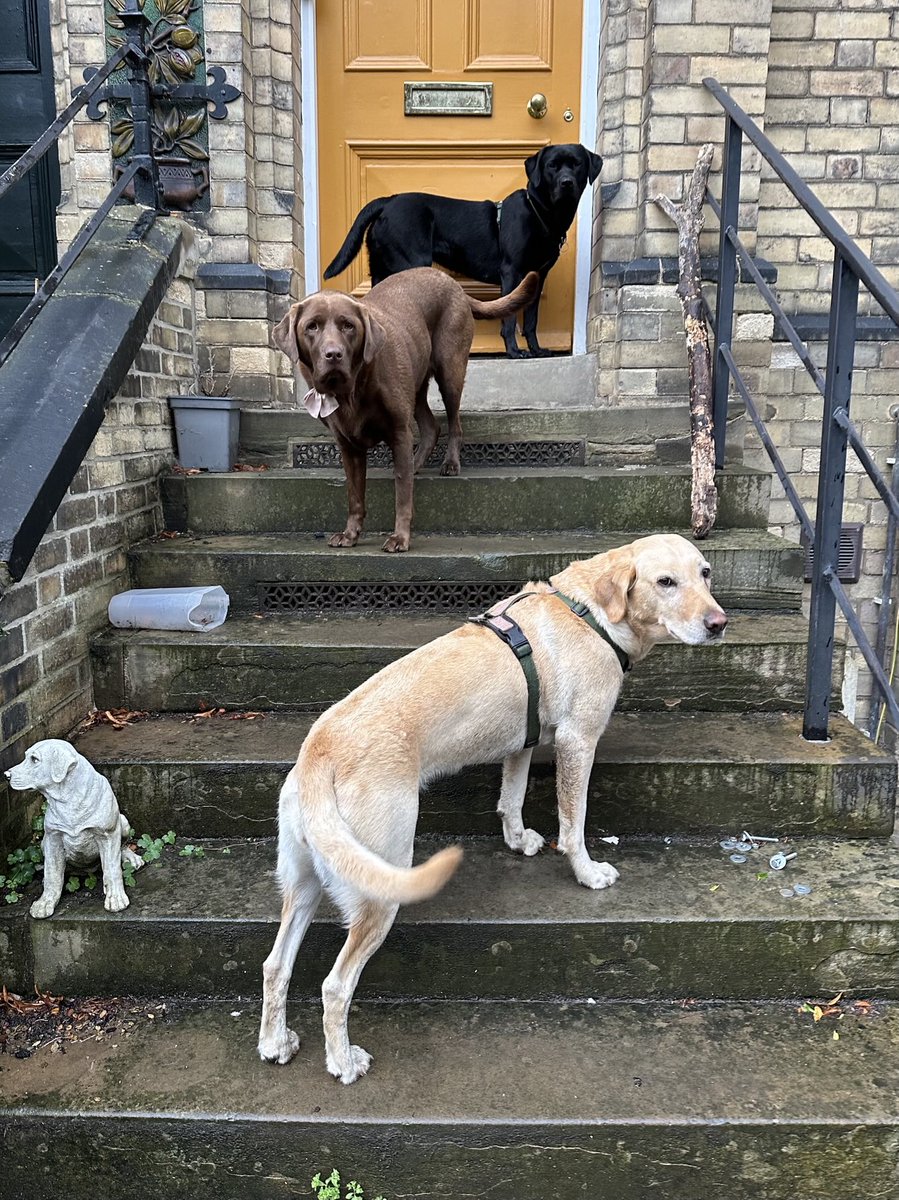 Labradors - double coated, waterproofed &amp; insulated - were selectively bred from St John’s Water Dogs, crafted by their fishermen owners to retrieve fish from the semi-arctic waters of Newfoundland &amp; Labrador.

Here are 3 of them, begging to get inside to escape a light drizzle.