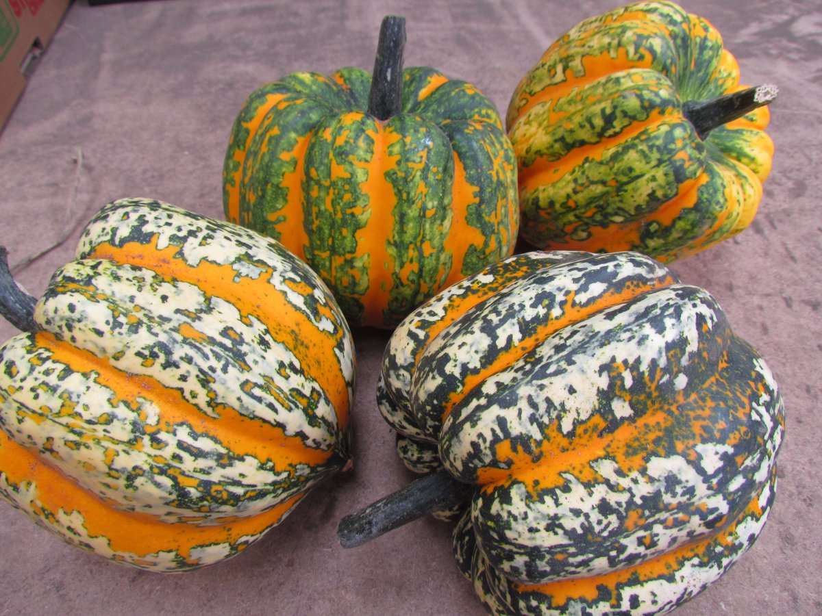 #Squash lifting until rain stopped play.  That's the A16 field cleared.  Mixed squash boxes destined for <a href="/LangridgeOrg/">Langridge Organics</a> tonight.  I just love the colours in these Celebration squash