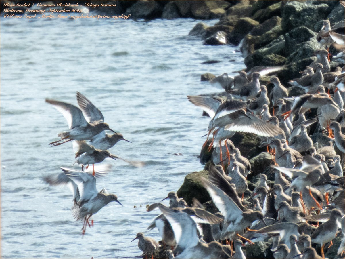 Merlinmaus's tweet image. My #BirdOfTheDay is the Common Redshank. These beautiful #birds are gathering in large flocks on the island of #Baltrum in the German North Sea.
🇩🇪Rotschenkel
#birdphotography #photography #bird #BirdLovers #TwitterNatureCommunity #NaturePhotography #birdwatching