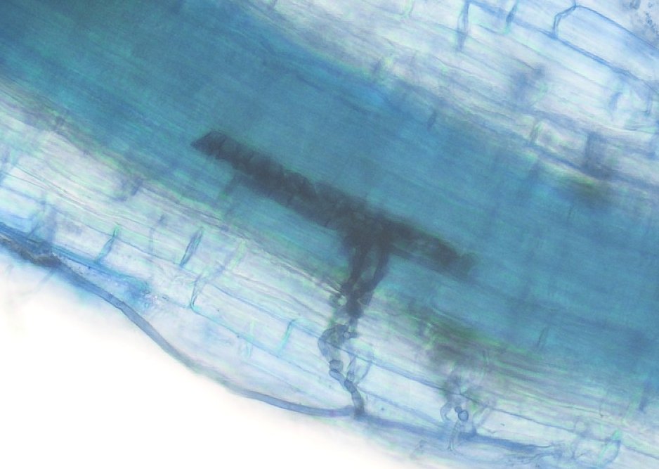 Ming-Yi Chou tweet media