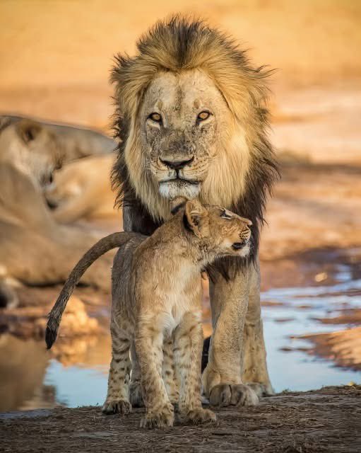 SMNK1972's tweet image. Father and son portrait. Lovely click from Quinton Howell. ID or location not provided.