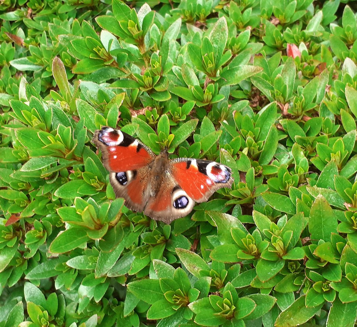 @matthewwoates76  Hi, I've just been reading your piece about Peacock butterflies in The Times 6/9/25. By coincidence I've just seen my first one ever up in Glasgow.