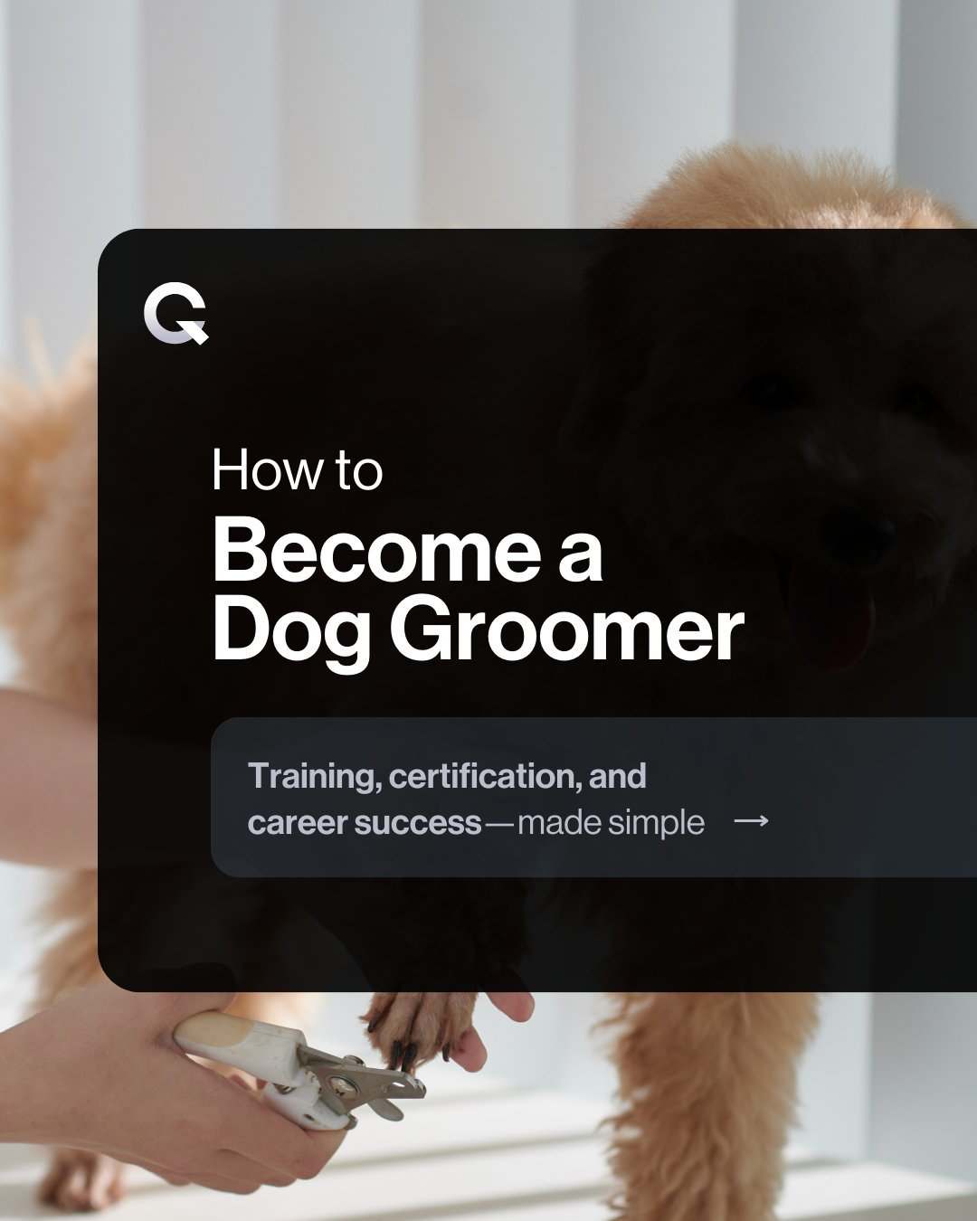 How to Become a Dog Groomer: Ultimate Guide to Start Today