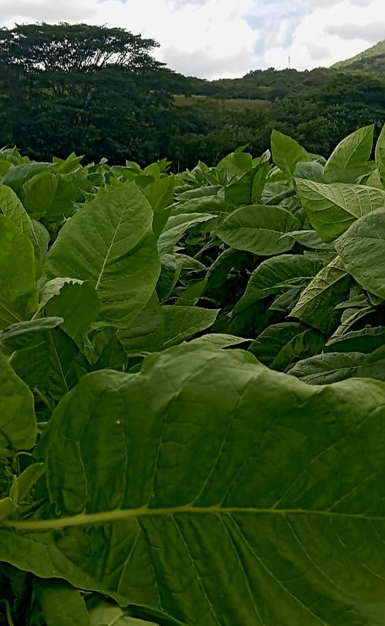 Marlon Villareyna tweet media