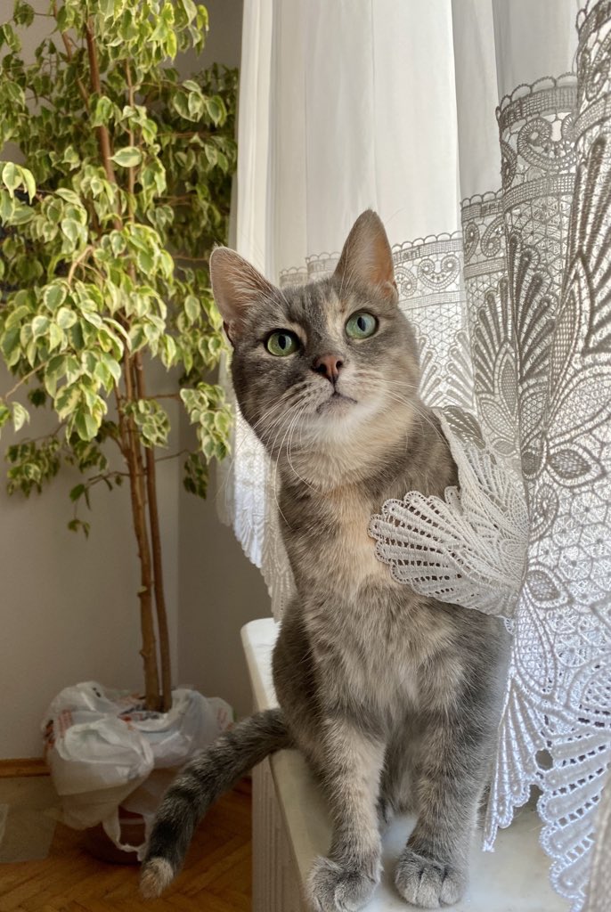 ANKARA KAYIP KEDİ. Kedimiz Lisa dün sabahtan beri kayıp. 100.Yıl, Taurus Avm taraflarında olabilir. Aramadığımız yer kalmadı. 5 yaşında dişi kısır, tasması yok kuyruğunun ucu sarı. İletişim ben, 05453639823. Perişan haldeyiz lütfen paylaşım desteği. Gri Russian blue kırması