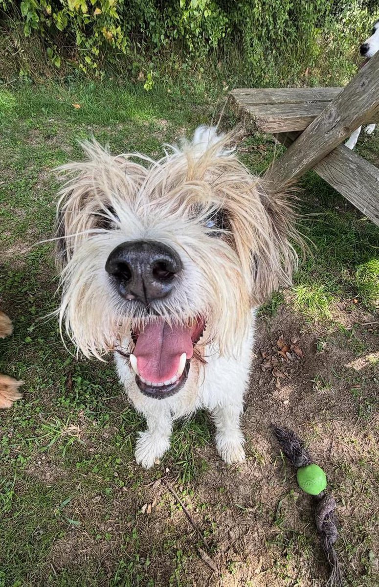 James Dreyfus tweet media