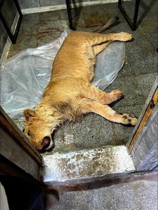 Marganleila's tweet image. امیر علی‌اکبری همون متخلفی که شیرش رو با فشار رسانه‌ها ازش گرفتن، با انتشار این تصویر و یک ویدئو نوشت: ⁨آقا لئو تو یکی از قشنگترین خاطرات زندگی من بودی سفر به سلامت⁩
شیر ضبط شده رو تحویل ارم دادن و تلف شد
علی‌اکبری قبلا گفته بود شیر رو بهتر از محیط زیست نگه می‌داره
راست می‌گفت