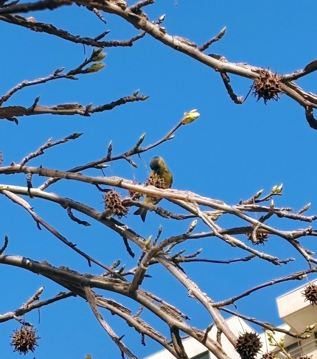 I really love #spring. Today I took this photo of a little Chilean canary 🫶🏻