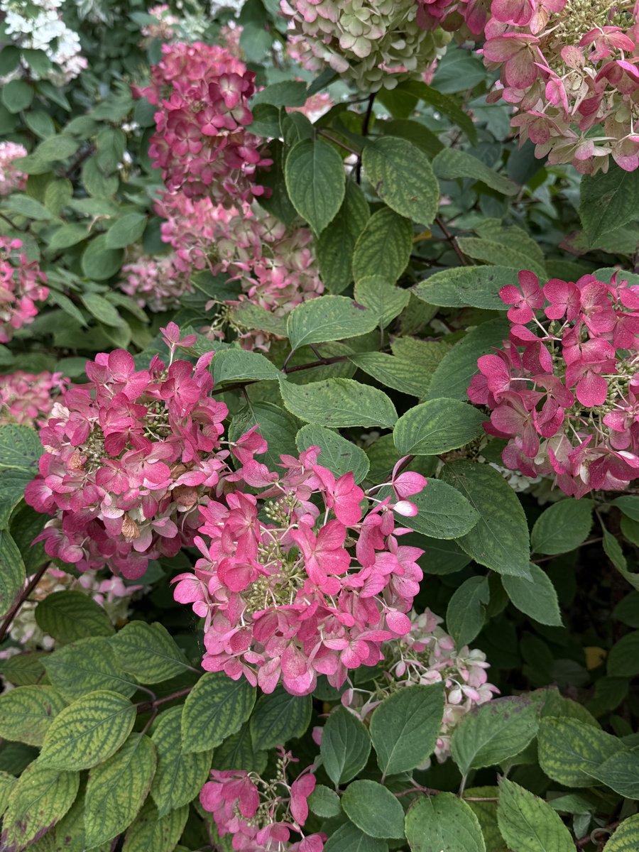 today's postcards ₊✩‧₊˚ꕤ*.ﾟ