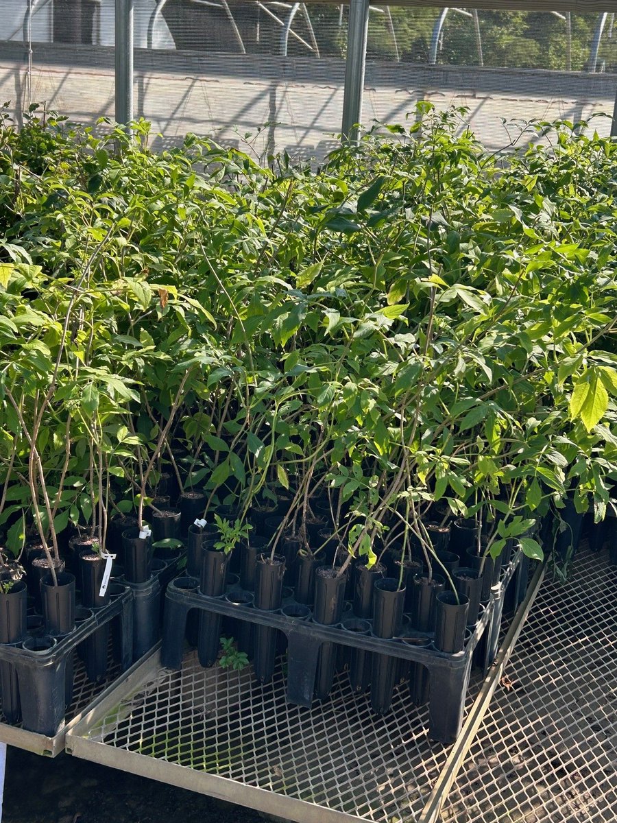 KSForestService's tweet photo. We're still offering a great selection of native and wildlife-friendly trees through our Conservation Tree Program, and now’s the perfect time to get yours before they’re gone! 
🍑 Persimmons 
🫐 Elderberries 
🌰 Pecans
🌳 Several Oak Species 
Shop now: https://t.co/nknpQe2Jv8 https://t.co/YNW3YLuDgX