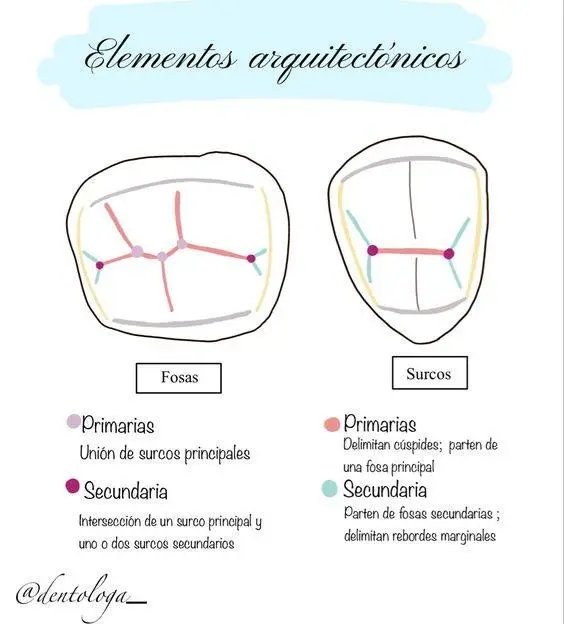 Elementos arquitectónicos dentales