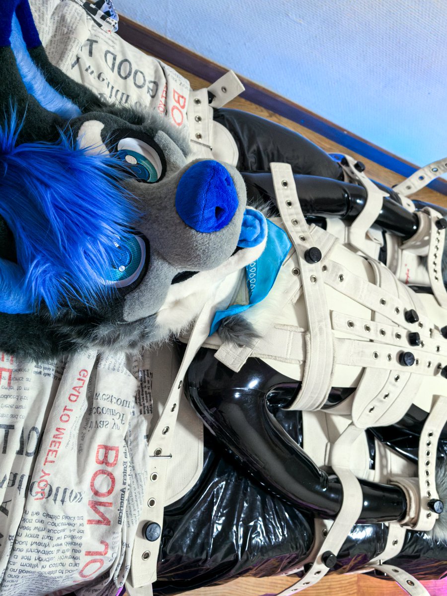 Told you I’m a good boy, no leash required… kinda