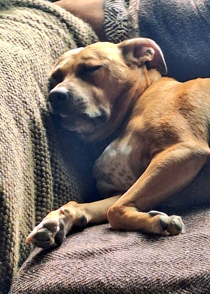 Ronnie Rose, Georgie & 🌈MaggieDaAngelHarris tweet media