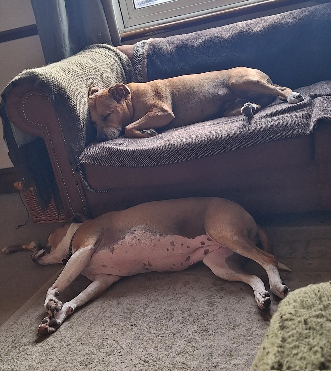 Ronnie Rose, Georgie & 🌈MaggieDaAngelHarris tweet media