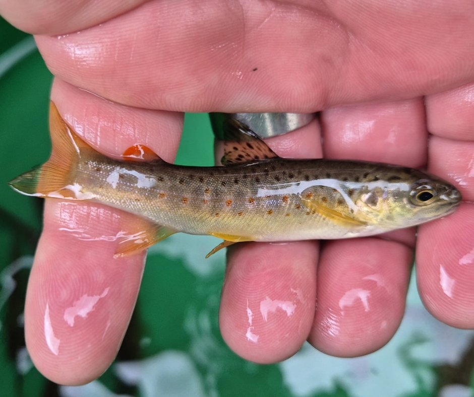 2024: Just one young brown trout in 30m of river 🐟
2025: Fifteen fantastic fish! 💙

We're delighted to see such progress in Snaizeholme Beck, after our work to improve the wildlife habitat. Learn more in this brilliant blog from <a href="/yorkshire_dales/">Yorkshire Dales National Park</a>: yorkshiredales.org.uk/skilled-digger…