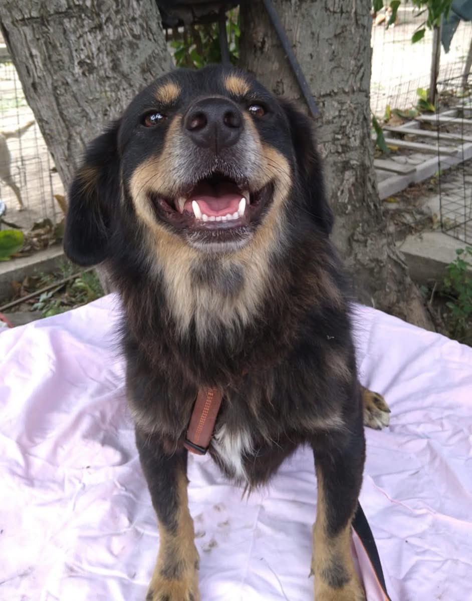 PfotenV's tweet photo. ❤️❤️TASHI❤️❤️ geb. 7/2021, 35/38cm
Der kleine Tashi wurde zusammen mit Geschwistern im September 2021 im Shelter abgegeben.

Ein hübscher kleiner Kerl ist er geworden, leider hatte er noch nie eine Anfrage. Tashi hat ein liebes, nettes Wesen und einen eher ruhigen Charakter. https://t.co/jnN5DuMRKU