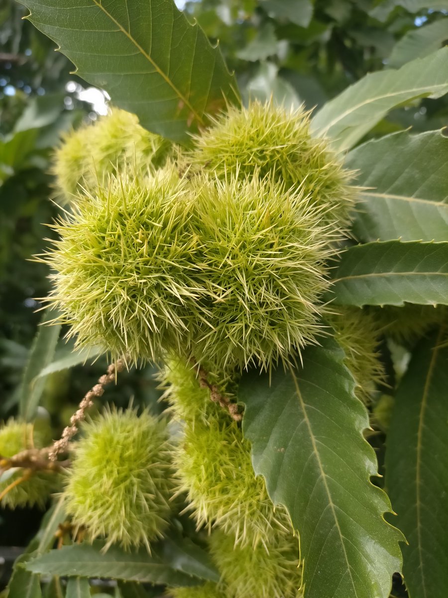 Erizos. San Pedro de Trones, Llión.