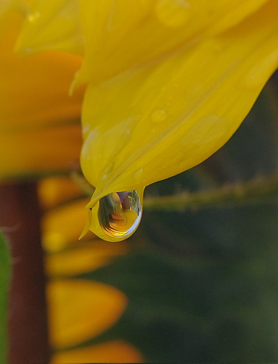 SewellLeigh's tweet image. Just a drop 💧😊🌻

#raindrop #macro #thursdaymorning #FlowerPhotography #FlowersOnX