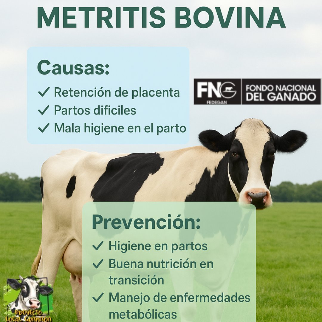 La metritis bovina 🐄es una enfermedad uterina que ocurre principalmente en vacas después del parto. Se asocia con partos distócicos, retención de placenta, hipocalcemia, o mala higiene en el manejo obstétrico. #bienestaranimal 
<a href="/Fedegan/">FEDEGAN</a> <a href="/jflafaurie/">José Félix Lafaurie</a> <a href="/plvalledupar/">PLVALLEDUPAR</a>
