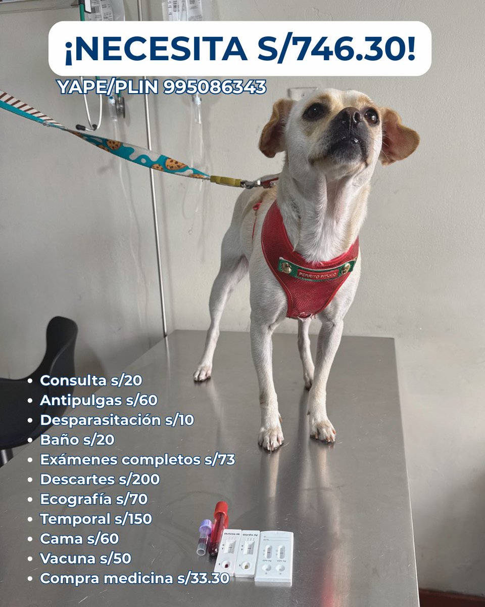 PEDIDO DE AYUDA POR 3ER DÍA😭 Y AÚN NADA.

Ayúdanos con Blanquita o un hogar responsable 🙏🏼🙏🏼🙏🏼🙏🏼

995086343