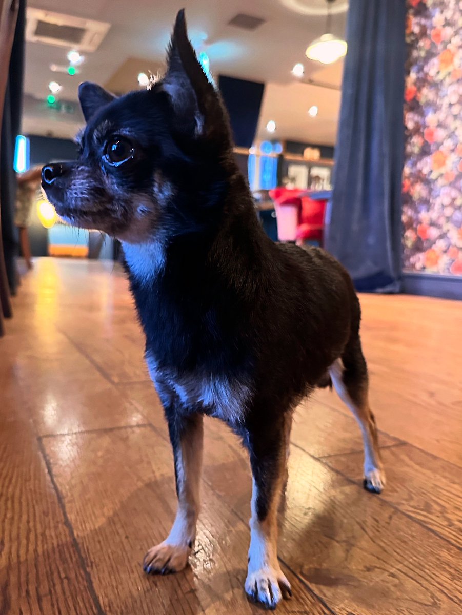 Mallie loves coming in and watch the river view, the treats that gets from our chef makes it always a great experience 🐾🐶🦴 

<a href="/TheWaterside/">The Waterside</a> <a href="/Dogfriend/">Dogfriend</a>