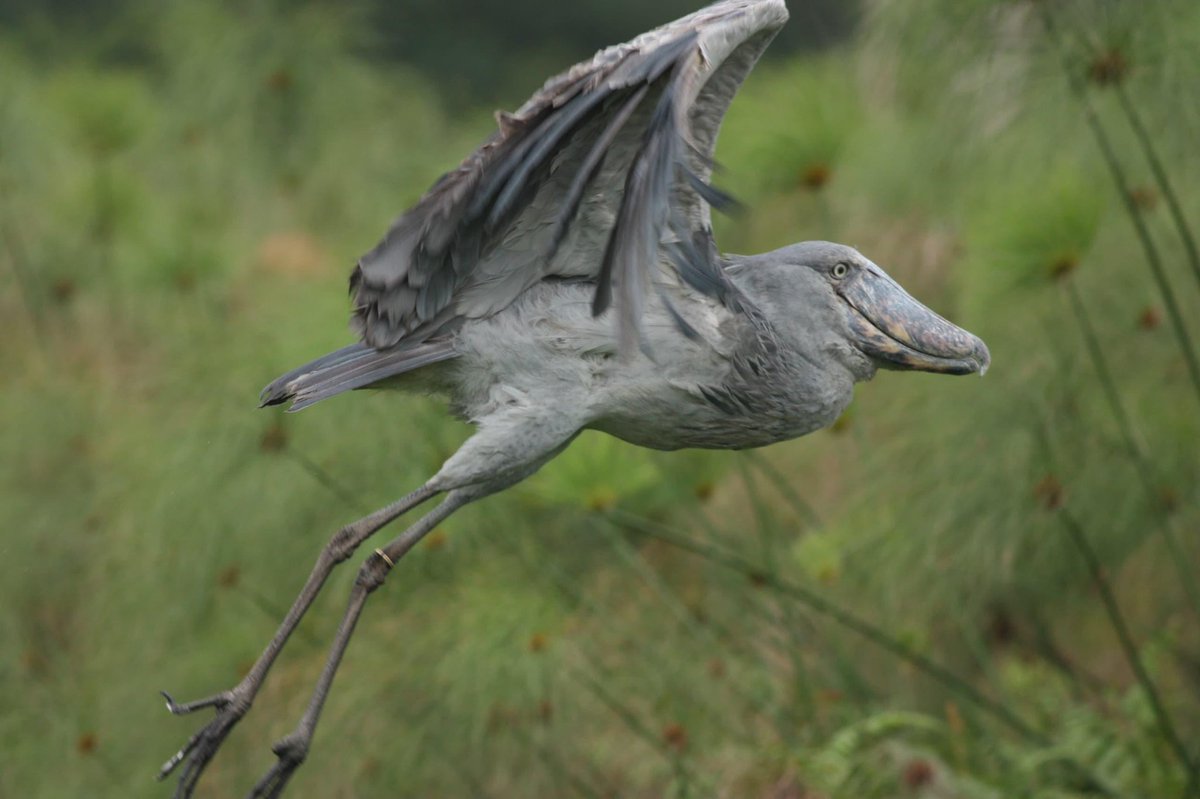 Mwitu Tours and Travel 🏔️🕊️🌲 tweet media