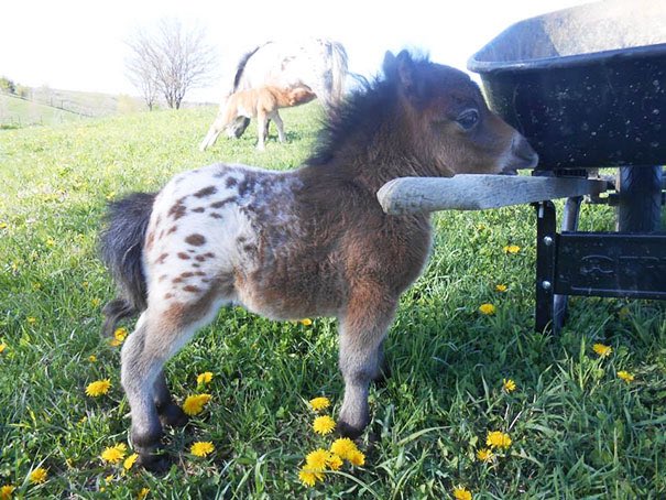 baby mini horse working in field with wheelbarrow working and trying hard despite being small and seemingly unfit for job