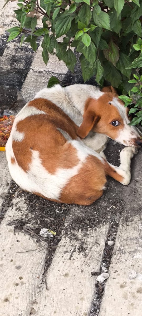 Mayiscienta's tweet photo. Buen día a tod@s. Solicitamos de su apoyo en poderle dar HT a este pequeñito. Lleva ya dos noches bajo el frío y la lluvia. Tiene una pata lastimada. Se encuentra en  Naucalpan, al parecer, cerca de la #EDAYO. Si no puedes resguardarlo, por lo menos un #RT, nos servirá. 🙏 https://t.co/BUZsQAUXk3