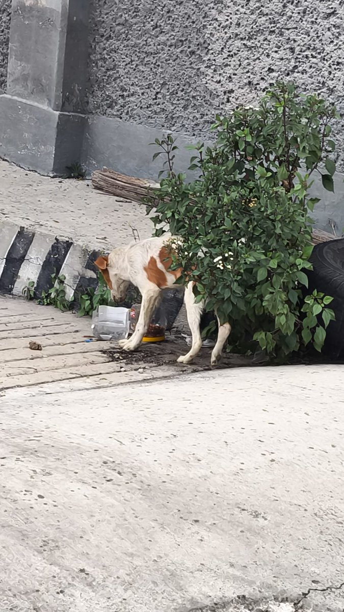 Mayiscienta's tweet photo. Buen día a tod@s. Solicitamos de su apoyo en poderle dar HT a este pequeñito. Lleva ya dos noches bajo el frío y la lluvia. Tiene una pata lastimada. Se encuentra en  Naucalpan, al parecer, cerca de la #EDAYO. Si no puedes resguardarlo, por lo menos un #RT, nos servirá. 🙏 https://t.co/BUZsQAUXk3
