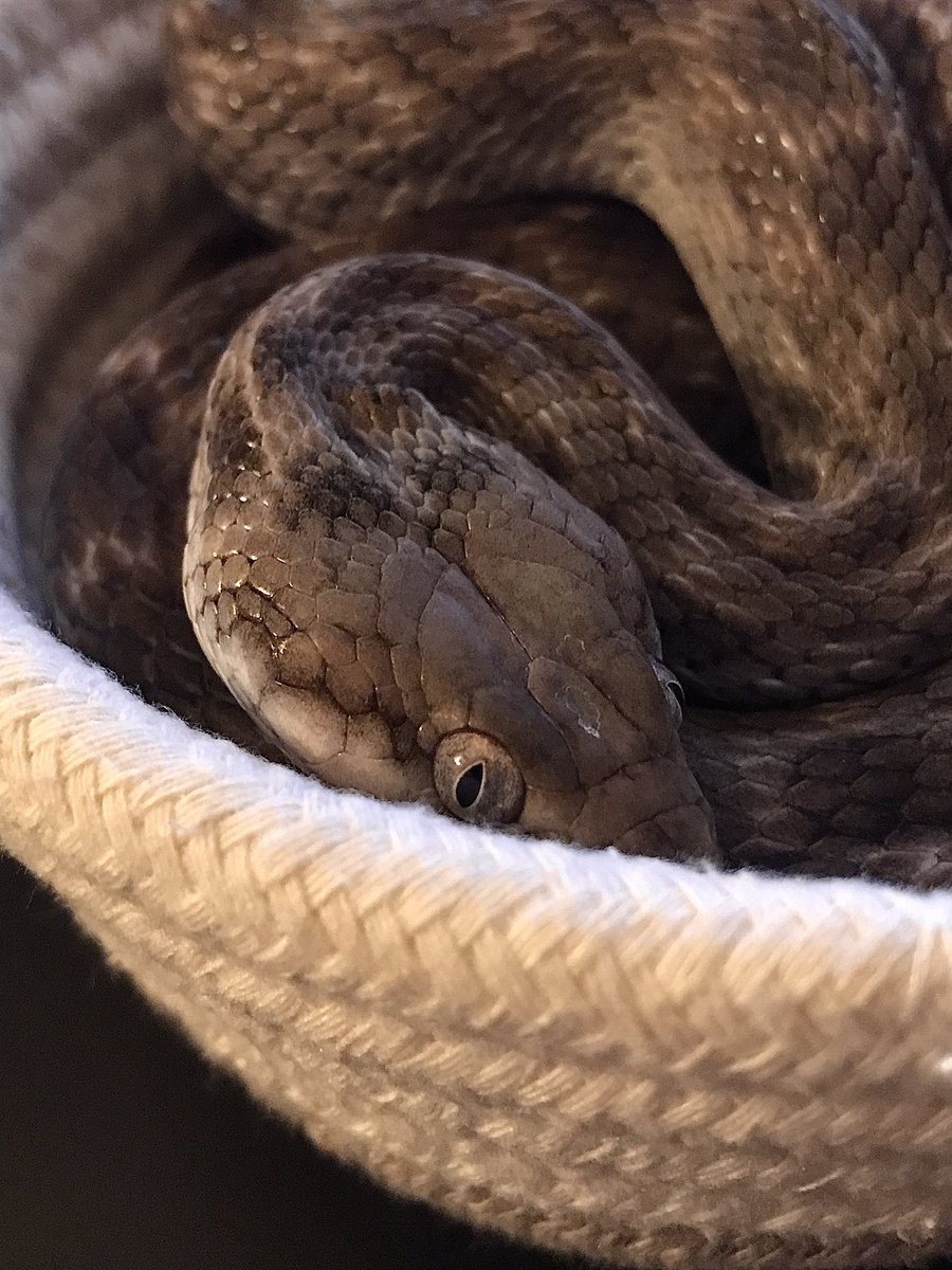 REARFANG tweet media