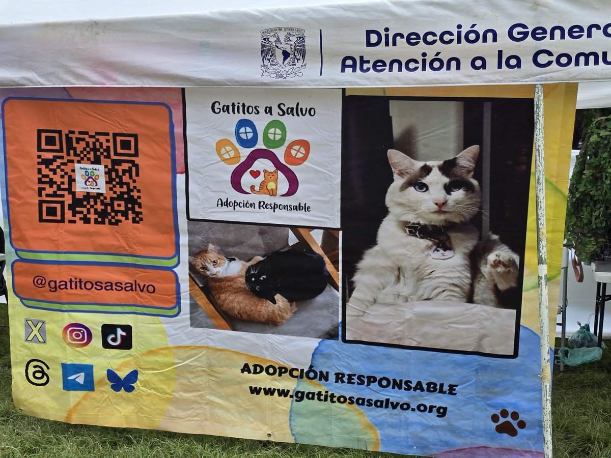🐾🐾Gatitos a salvo🐾🐾 tweet media