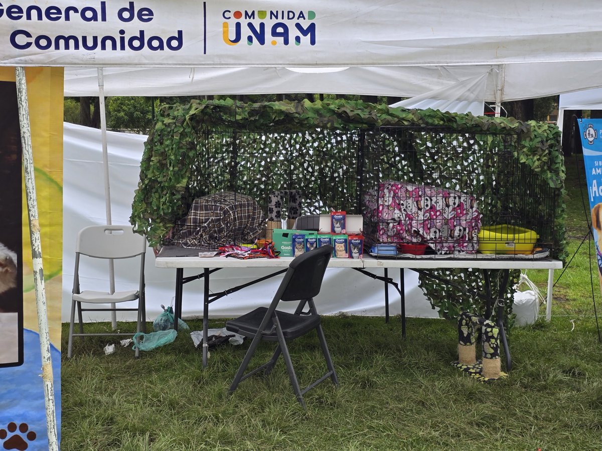 🐾🐾Gatitos a salvo🐾🐾 tweet media