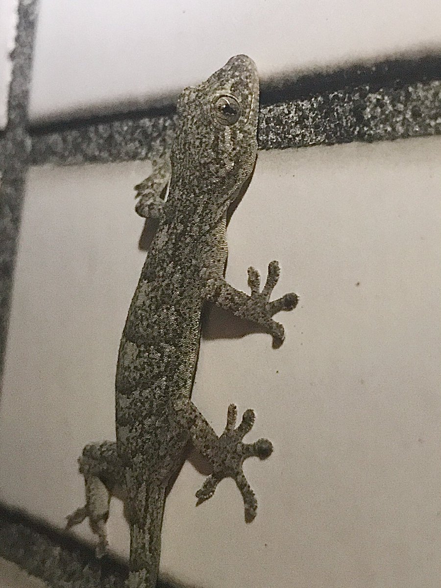 REARFANG tweet media