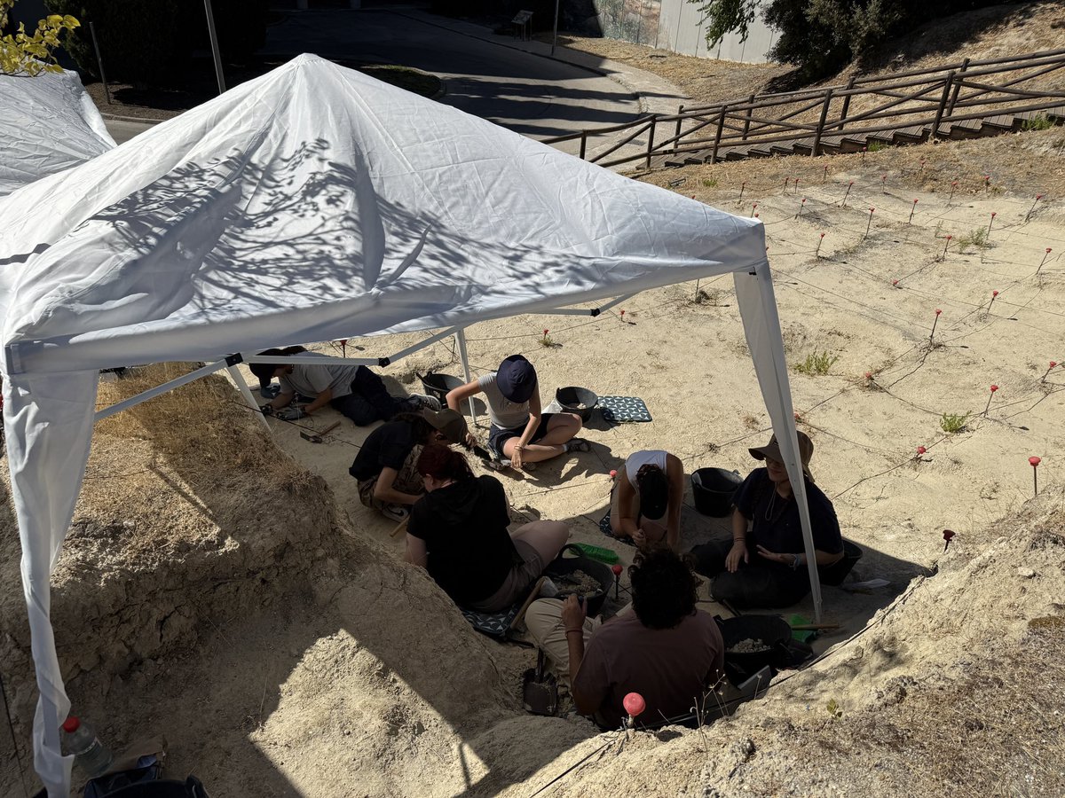 Proyecto Somosaguas de Paleontología tweet media