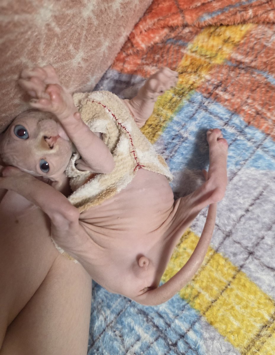 Блин! Чуть не забыла опубликовать Тео для нашей, ставшей уже регулярной, рубрики😂