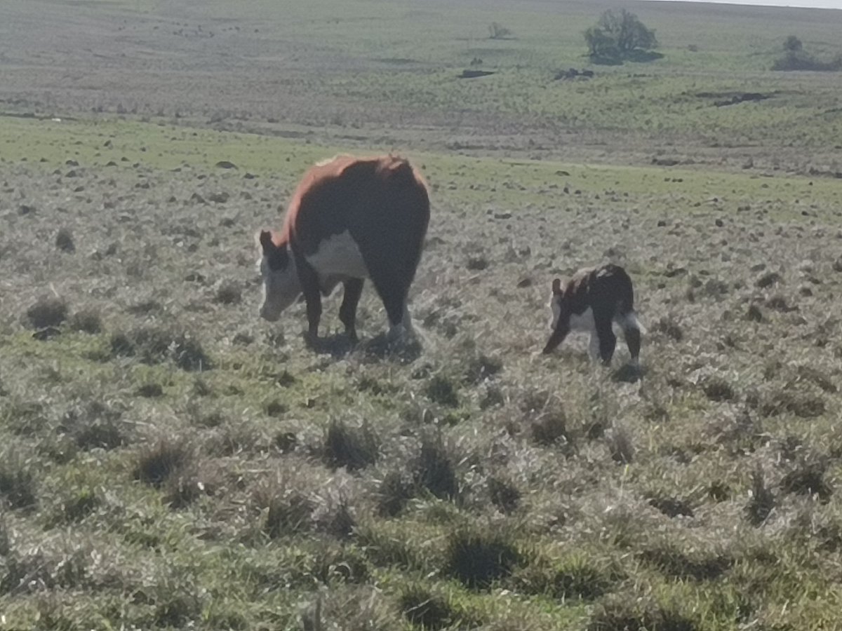 Vaquillonas de primera cria.