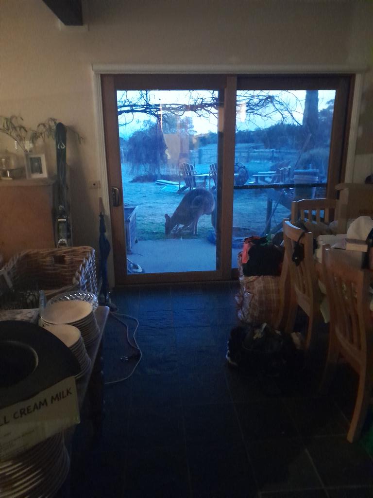 Early morning visitor at backdoor