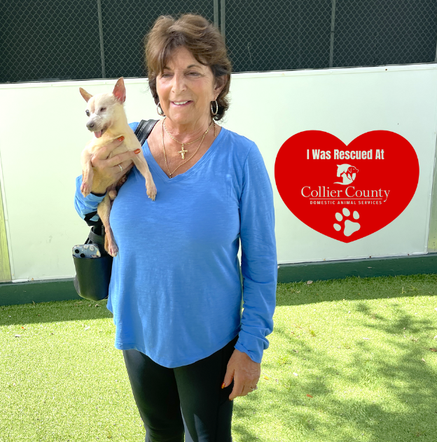 CollierCountyDAS tweet media