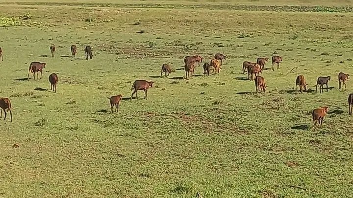 Realizamos en la mañana de hoy en #MoaPrimeraPorElTrabajo, recorrido por instalaciones de la agricultura y la pesca que responden a la soberanía alimentaria del municipio.
#HonorHolguinero
#EnMoaPodemos
<a href="/AsambleaMoa/">Asamblea Municipal Poder Popular MOA</a> 
<a href="/ManolihaHolguin/">Manuel F Hernández Aguilera</a> 
<a href="/QueipoRuiz/">Joel Queipo Ruíz</a> 
<a href="/YiganisM/">Yiganis Cruz Martínez</a>