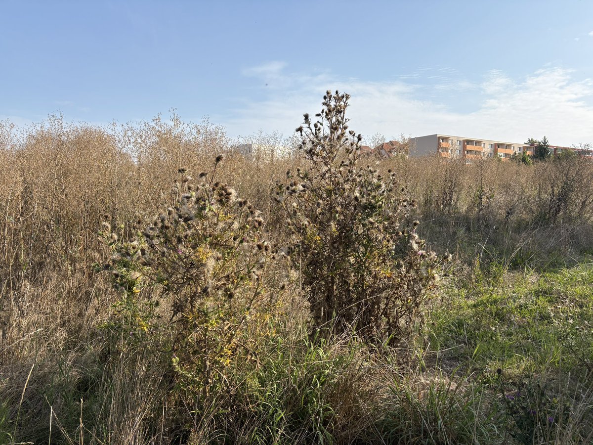 Vzpominate jak jsem psal o hledani vhodnych investicnich pozemku patrici statu? Aktualne jsem podepsal smlouvu o prevodu podilu za 1000,-/m2 zastavitelneho pozemku. Akce trvala dele nez jsem ocekaval, nicmene solidnejsi jednani jsem zatim nezazil 💪💎 #nereality