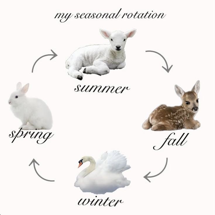 seraphicxc's tweet image. 