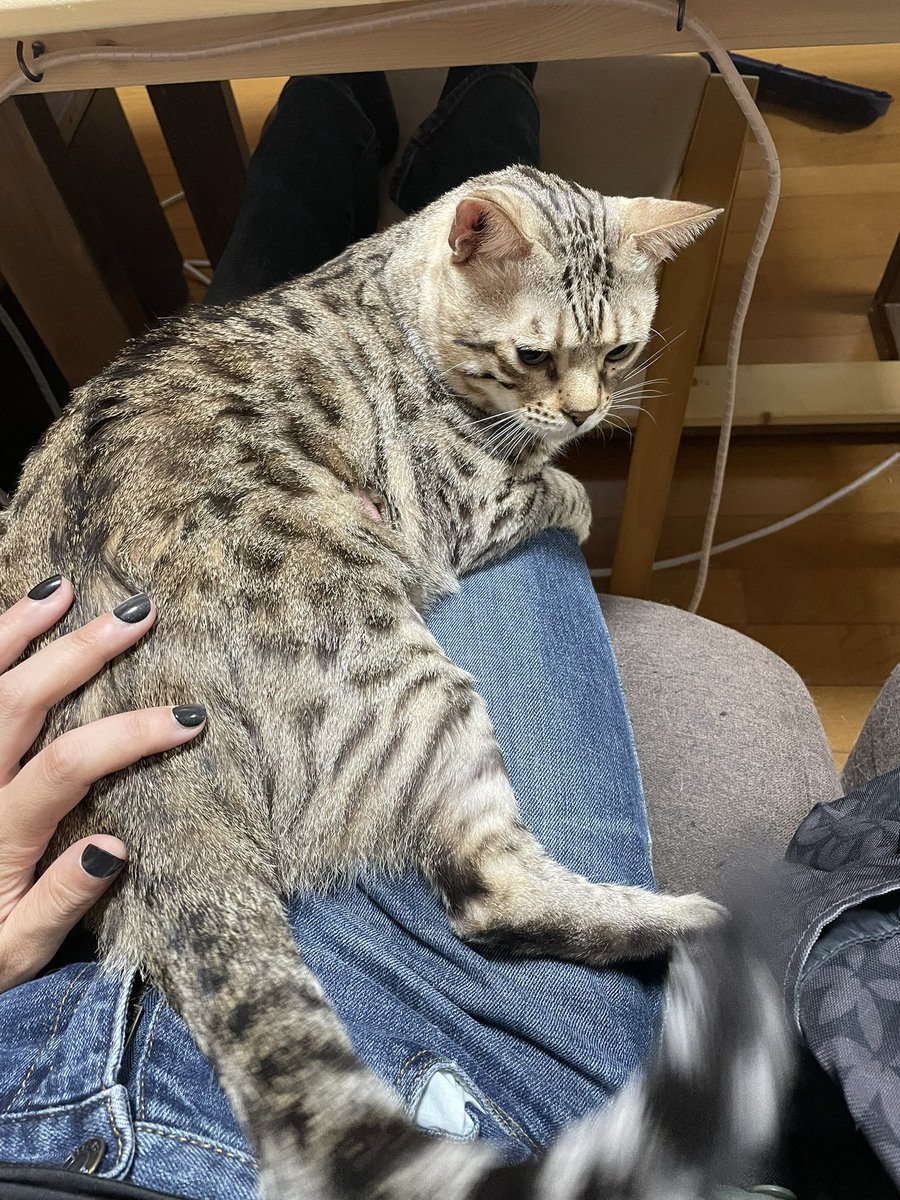 oyasushitoron's tweet photo. 有休消化でずっと家にいたんだけどずんちゃん全然膝乗ってくれなくてもしかして具合悪いのかな…思っていたら、久々にお出かけのために準備してたら乗ってきた
猫って生き物はこれだがら最高だぜ！
 #猫のいる暮らし 
 #猫のいる幸せ 
 #猫好きさんと繋がりたい  
 #ねこかわいいね 
 #猫 https://t.co/y8EsqUDpUJ