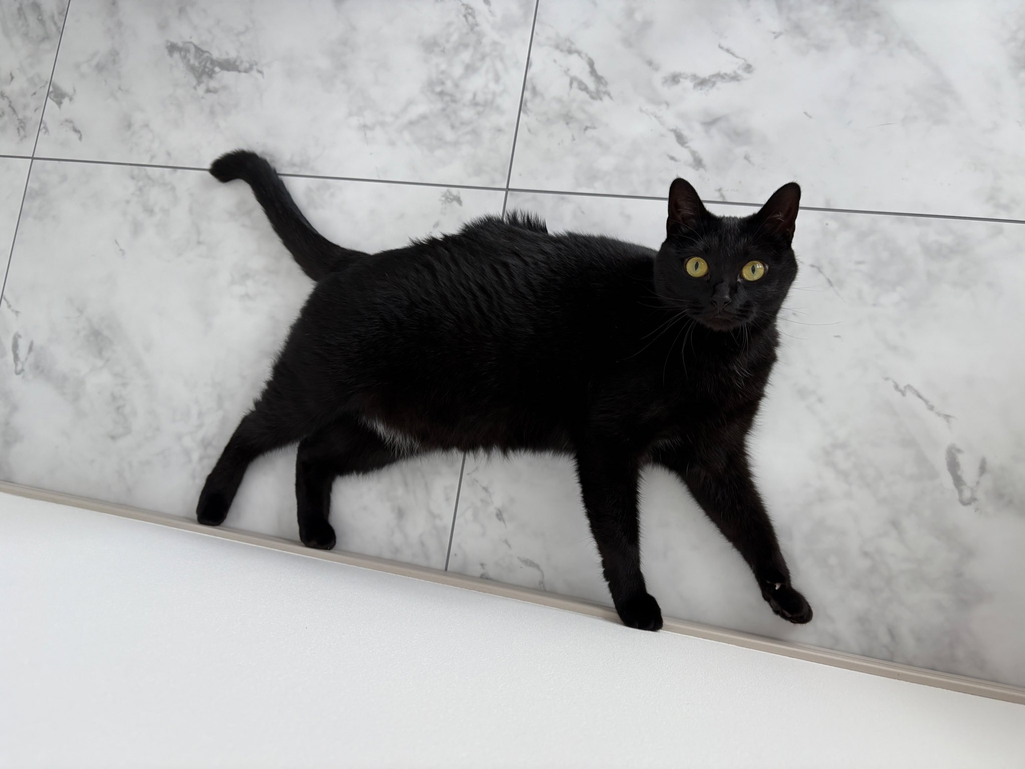 ちび猫※プロフ全文必読※2510W1 ちび猫※プロフ全文必読※2510W1 Amazon.co.jp: ぼくのねこ ポー (PHP