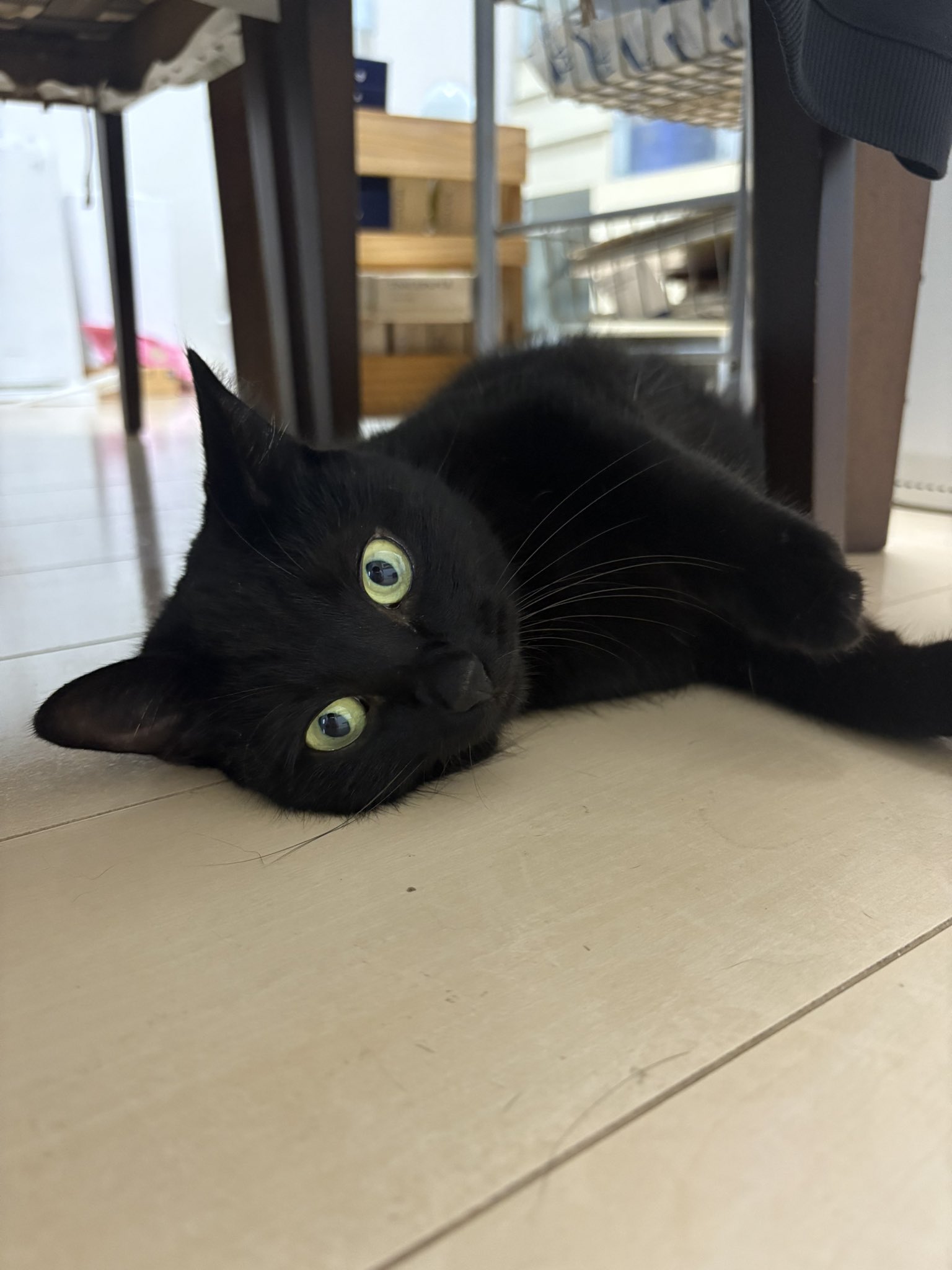 食べちゃう(黒猫) エキゾチックショートヘア黒猫