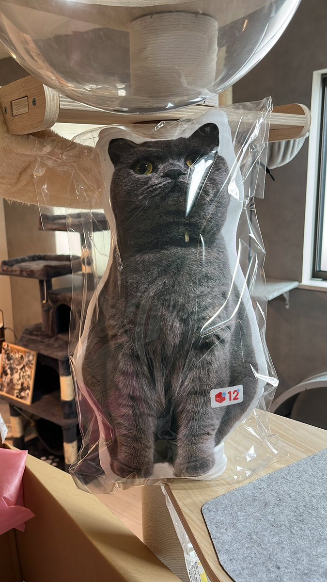 え？え？！まって？！
なんかにゃんプロから届いたと思ったら…え？！
こんなの聞いてなかったからめちゃくちゃビックリした😳
もう家宝にしますありがとう！！