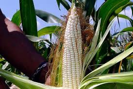 #LoUltimo Maíz blanco a $480/Ton: precio de la cosecha supera en 50% el valor del año pasado minutaagropecuaria.com/nacionales/mai…