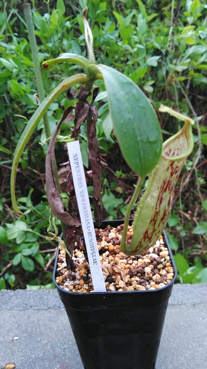 食虫植物 - Search / X