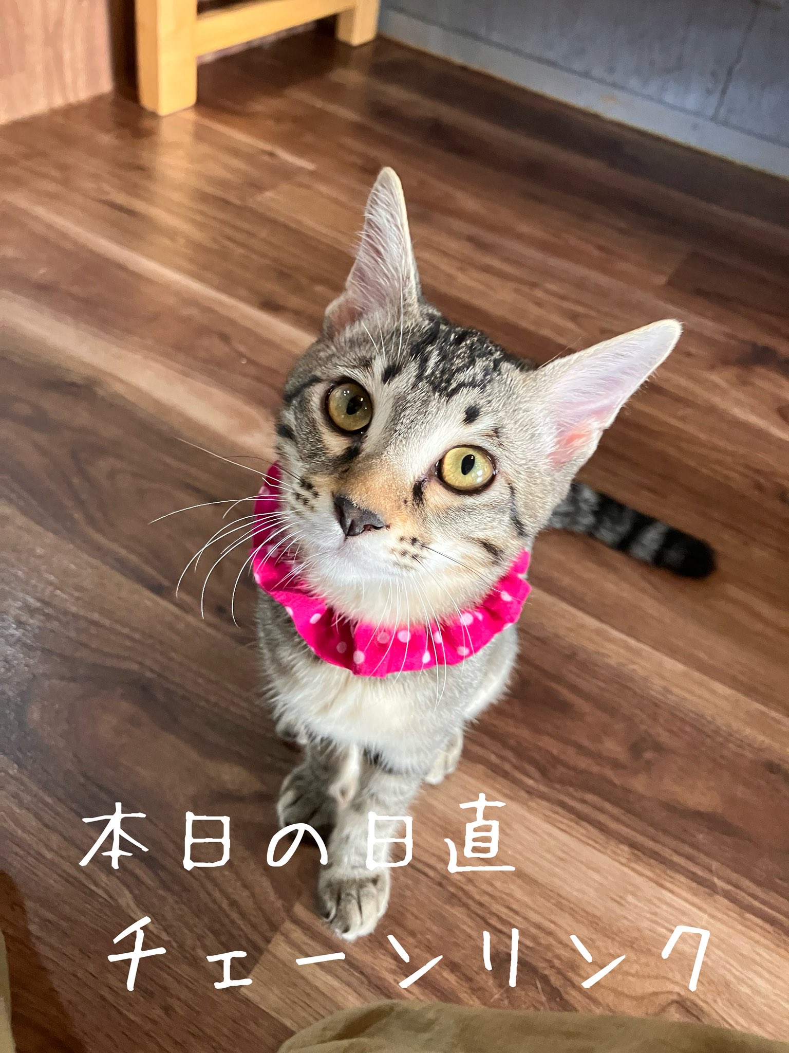 ねこたまご - Search / X