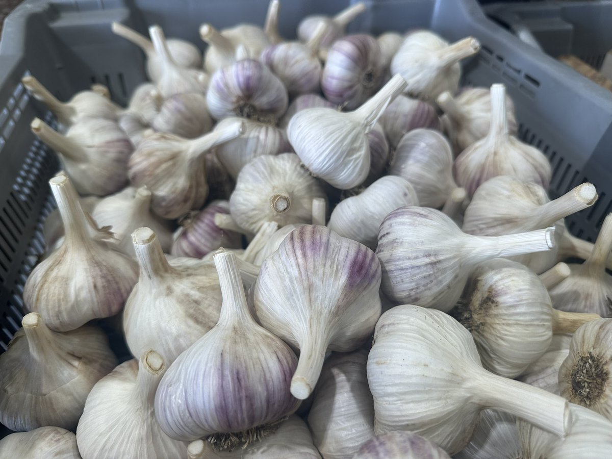 Today I got to learn about garlic production in South Dakota! 🧄 stay tuned for this story on <a href="/AgweekMagazine/">Agweek</a>!