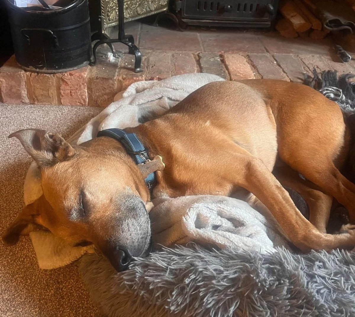 Na night Staffy Lovers from our beautiful sleepy boy Buddy 💤 
He's dreaming of his furever home and hoping that one day his dream will come true 🙏 
Please share to help him find his pawfect furever home 🏡 
All info at seniorstaffyclub.co.uk/adopt-a-staffy… #teamzay #AdoptDontShop #rescuedog